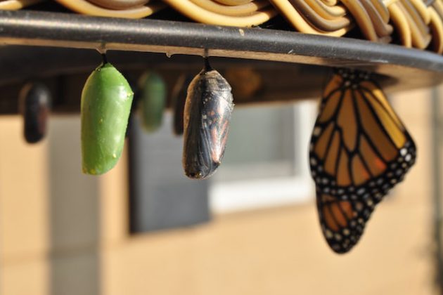 caterpillar transition to cocoon and butterfly